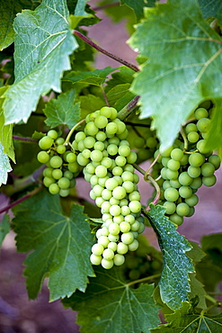 Bunch of grapes on vine of Ferme de Charnaillas in the Dordogne France