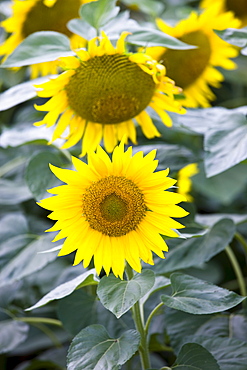 Sunflowers at Champigny-sur-Veude, the Loire Valley, France