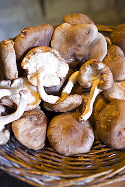 Basket of shitake mushrooms in former troglodyte cave at Le Saut aux Loups, Loire Valley, France