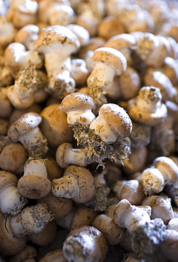 Mushrooms, Champignons de Paris, grown in former troglodyte cave at Le Saut aux Loups, in the Loire Valley, France