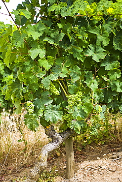 Green grapes growing on the vines of Saumur Champigny, Loire Valley, France