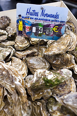 Live oysters, Huitres Normandes, from North Atlantic on sale at farmers market in Normandy, France