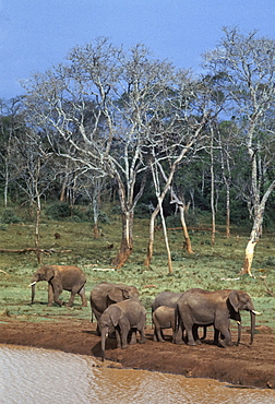 African elephants, Loxodonta Africana, drinking at water hole at Treetops in Aberdare National Park near Nyeri in Kenya, East Africa