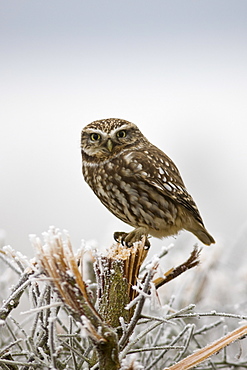 Little Owl, Athene noctua, in hedgerow in The Cotswolds, Gloucestershire