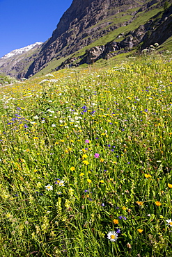 Alpine wildflower meadow in the Swiss Alps below the Matterhorn near Zermatt, Valais, Switzerland, Europe