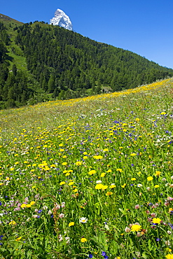 Alpine wildflower meadow in the Swiss Alps below the Matterhorn near Zermatt, Valais, Switzerland, Europe