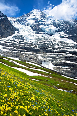 Alpine wildflowers, the Eiger Glacier (Eigergletscher), and Monch mountain in the Swiss Alps, Switzerland, Europe