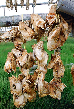 Air drying of fish heads for food, Iceland