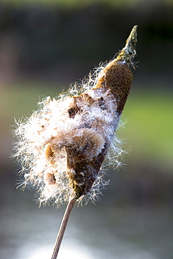 Seed dispersal of bullrush a sedge grass (Cyperaceae) in wetland in Oxfordshire, England, United Kingdom, Europe