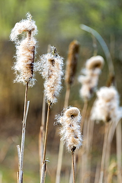 Seed dispersal of bullrush a sedge grass (Cyperaceae) in wetland in Oxfordshire, England, United Kingdom, Europe