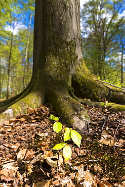 Beech tree sapling (Fagus sylvatica) at base of mature beech tree in Bruern Wood in The Cotswolds, Oxfordshire, England, United Kingdom, Europe