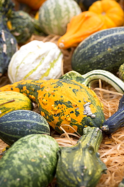 Locally-grown freshly-picked pumpkin and squash displayed for sale in Pays de La Loire, France, Europe