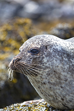 Close-up of head of common seal (harbour seal) (Phoca vitulina), Isle of Skye, Inner Hebrides, Scotland, United Kingdom, Europe