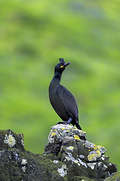 Shag (Phalacrocorax aristotelis) on rocks on Isle of Canna, Inner Hebrides and Western Isles, Scotland, United Kingdom, Europe