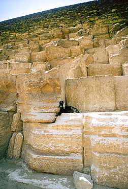 A lone goat sheltering among the stones of the Great Pyramids in Egypt