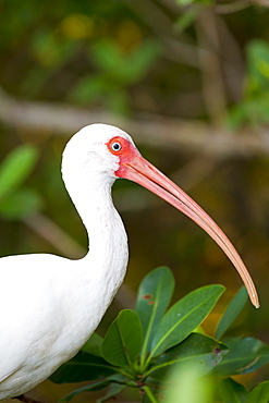 American White Ibis, Eudocimus albus, large bird with long curved bill, on Captiva Island, Florida USA