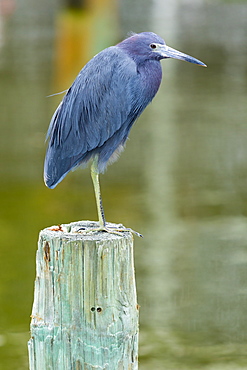 Little Blue Heron, Egretta caerulea, wading bird standing on one foot on a pole at Captiva Island, Florida, USA