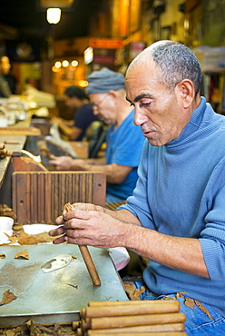 Rollers making hand-rolled cigars of long leaf tobacco in cigar factory, Decatur Street, French Quarter of New Orleans, USA