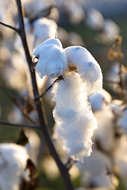 Cotton crop, Gossypium hirsutum, growing in plantation in the Deep South, Mississippi, USA