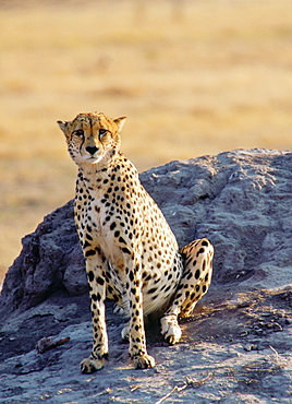 Cheetah using an old termite mound to watch for approaching prey in Moremi National Park, Botswana, Africa