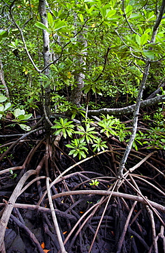 Mangrove forest Zanzibar.  Species Rhizophora