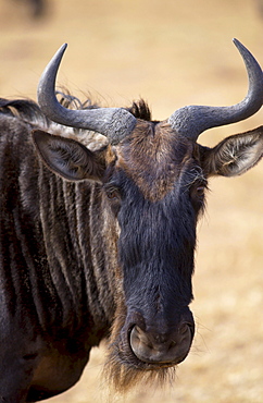 Blue Wildebeest, Ngorongoro Crater, Tanzania, East Africa