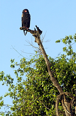 Bateleur Eagle, Serengeti, Tanzania, East Africa