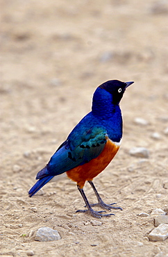 Superb Starling, Serengeti, Tanzania, East Africa