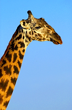 Giraffe, Grumeti, Tanzania