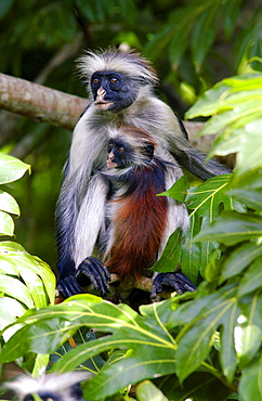 Zanzibar Red Colobus monkey with young, one of Africa's rarest primates 