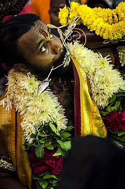 A devotee, pierced with a vel skewer, partcipiating in Thaipusam festival, Batu Caves, Kuala Lumpur, Malaysia, Southeast Asia, Asia 