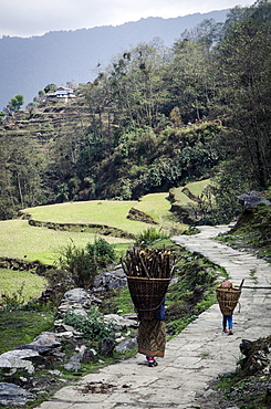 A woman and daughter carry firewood in dolkas back home to Ghandruk, Nepal, Asia 