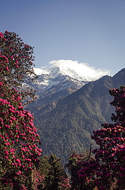 Annapurna South, 7219m, framed by blossoming rhododendron trees (Rhododendron arboreum), Ghorepani, 2874m, Annapurna Conservation Area, Nepal, Himalayas, Asia 