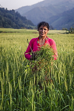 A woman collecting forage for her livestock, near Talamarang, Helambu, Nepal, Asia