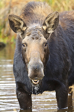 Moose (Alces alces) cow in pond breaks from filter feeding and stares at camera, Grand Teton National Park, Wyoming, United States of America, North America 