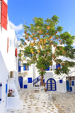 Square with blossoming tree, whitewashed buildings, blue sky, Mykonos Town, Mykonos, Cyclades, Greek Islands, Greece, Europe