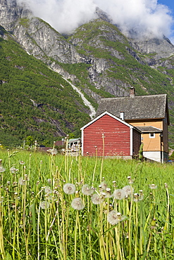 House and field with dandelions, backed by mountains, Eidfjord, Hardangerfjord, Norway, Scandinavia, Europe 