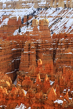 Hoodoos with snow, lit by late afternoon sun, from Rim Trail near Sunset Point, Bryce Canyon National Park, Utah, United States of America, North America