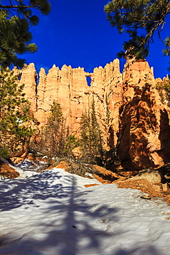 Wall of Windows from base in early morning sun, snow and pine trees, Peekaboo Loop Trail, Bryce Canyon National Park, Utah, United States of America, North America