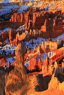 Hoodoos and snow lit by strong dawn light, Queen's Garden Trail at Sunrise Point, Bryce Canyon National Park, Utah, United States of America, North America