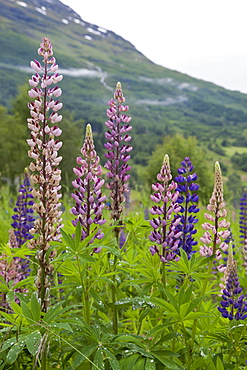 Pink and purple wild lupins (lupinus) in Olden, Norway, Scandinavia, Europe 