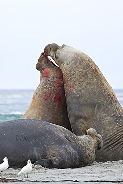 Two southern elephant seal (Mirounga leonina) bulls rear up and attack to establish dominance, Sea Lion Island, Falkland Islands, South America