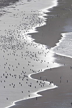 Teeming with life, Gentoo  penguins (Pygoscelis papua) on the beach, the Neck, Saunders Island, Falkland Islands, South America