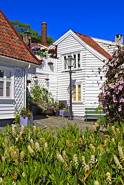 Cobbled street, flowers and white wooden houses under a blue sky, Old Stavanger (Gamle Stavanger), Stavanger, Norway, Scandinavia, Europe