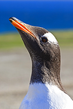Close up of head of Gentoo penguin (Pygoscelis papua), the Neck, Saunders Island, Falkland Islands, South America 