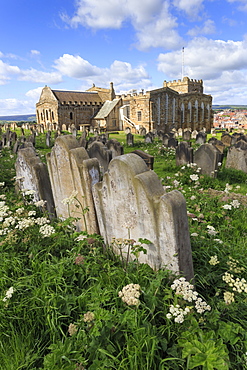 St. Mary's Church, gravestones in churchyard surrounded by cow parsely flowers in spring, Whitby, North Yorkshire, England, United Kingdom, Europe