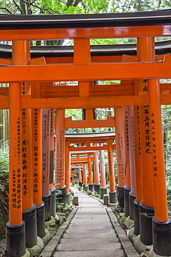 Fushimi Inari Taisha, Shinto shrine, vermilion torii gates line paths in wooded forest on Mount Inari, Kyoto, Japan, Asia