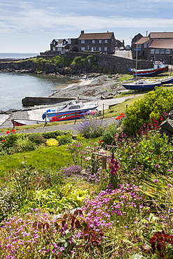 Harbour with boats and village centre, garden and flowers, blue sky on a sunny summer day, Craster, Northumberland, England, United Kingdom, Europe