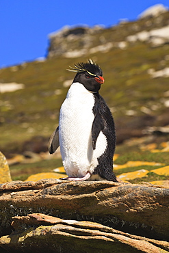 Rockhopper penguin (Eudyptes chrysocome) poses on a rock, the Neck, Saunders Island, Falkland Islands, South America  