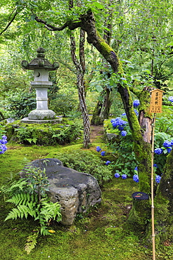 Tenryu-ji temple garden, large stone lantern amongst leafy trees with vivid blue hydrangeas in summer, Arashiyama, Kyoto, Japan, Asia